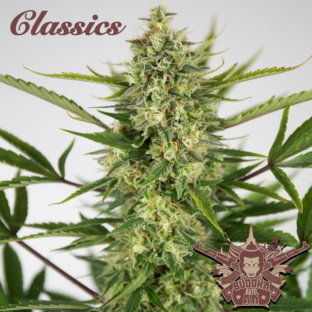 BUDDHA SEEDS - BUDDHA AUTO AK CLASSICS 3+1