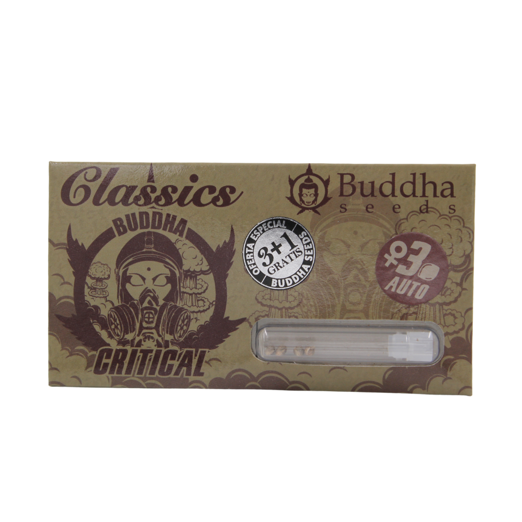 BUDDHA SEEDS - BUDDHA AUTO CRITICAL CLASSICS 3+1