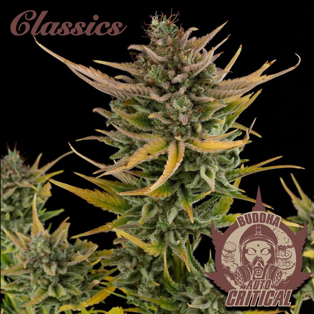 BUDDHA SEEDS - BUDDHA AUTO CRITICAL CLASSICS 3+1