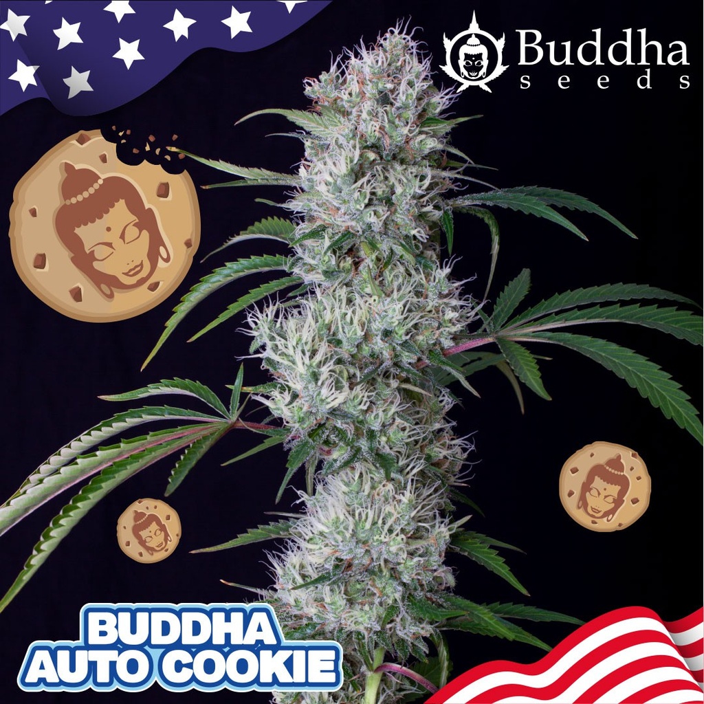 BUDDHA SEEDS - BUDDHA AUTO COOKIE USA 3+1