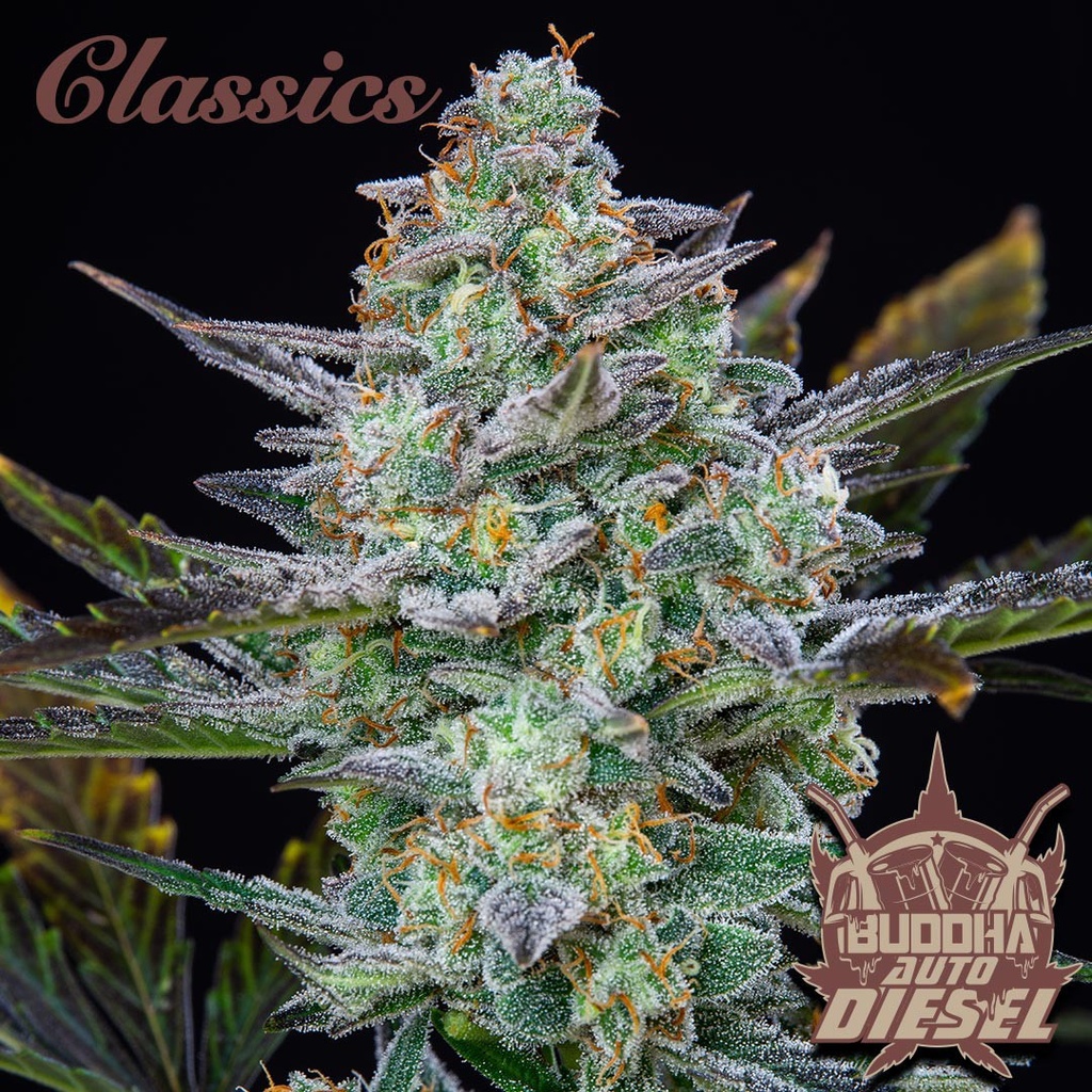 BUDDHA SEEDS - BUDDHA AUTO DIESEL CLASSICS 3+1