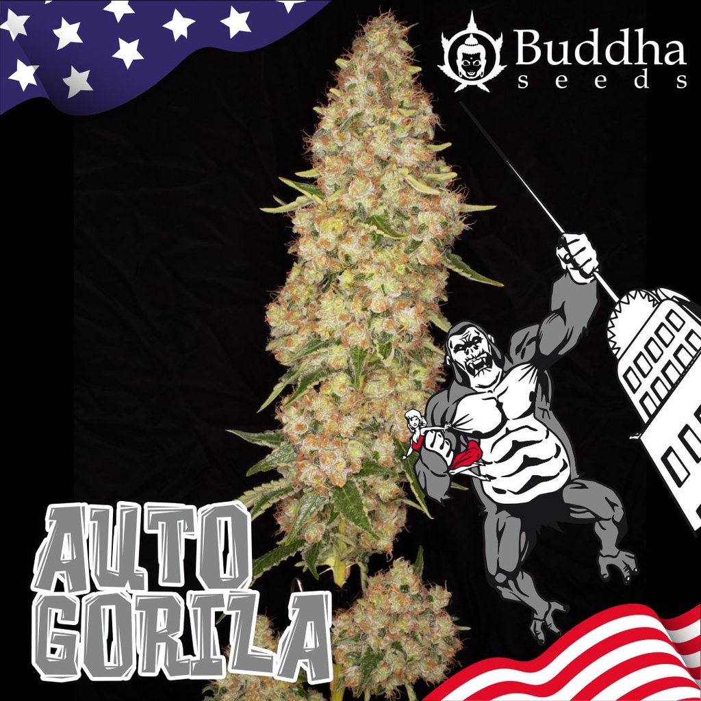 BUDDHA SEEDS - BUDDHA AUTO GORILA USA 3+1