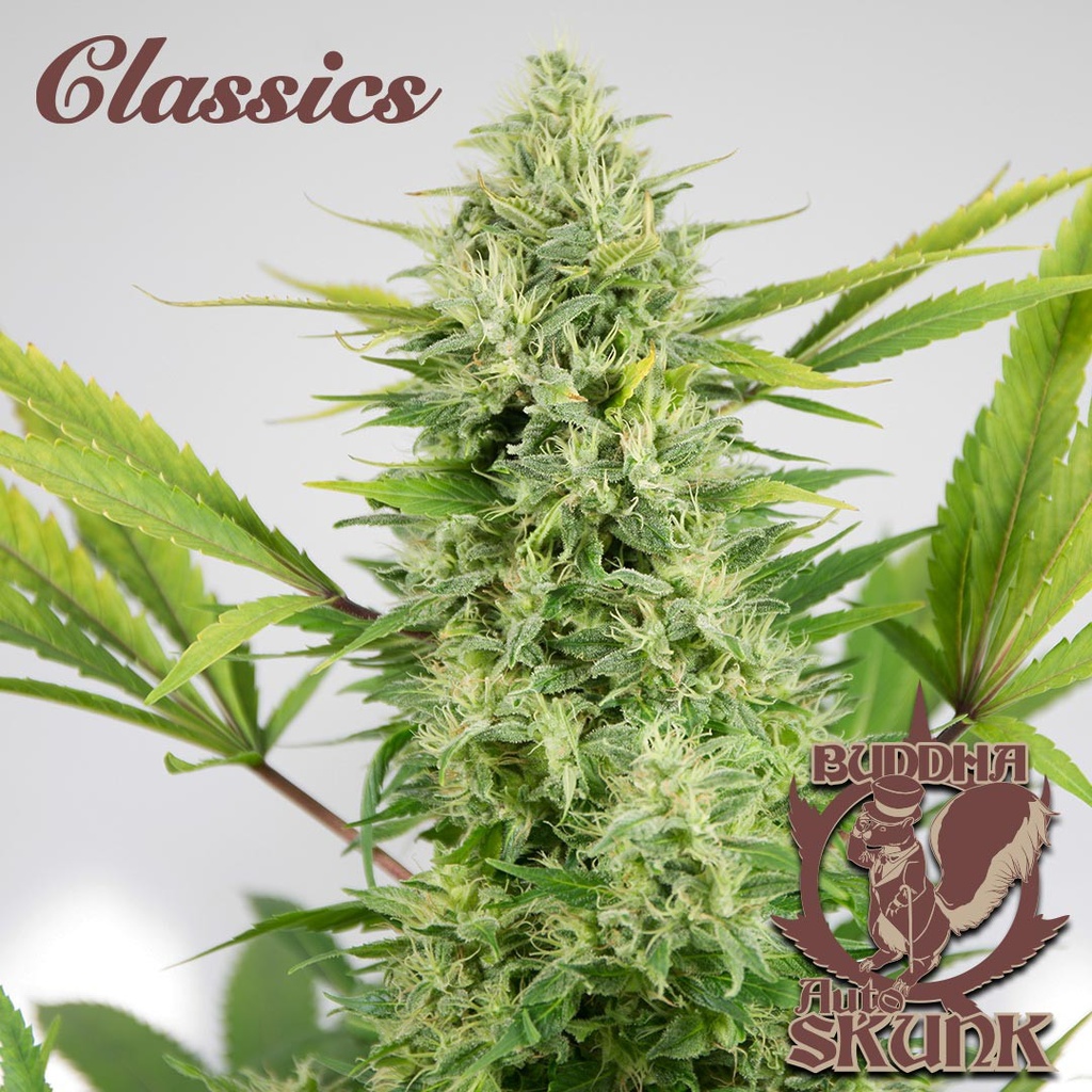 BUDDHA SEEDS - BUDDHA AUTO SKUNK CLASSICS 3+1