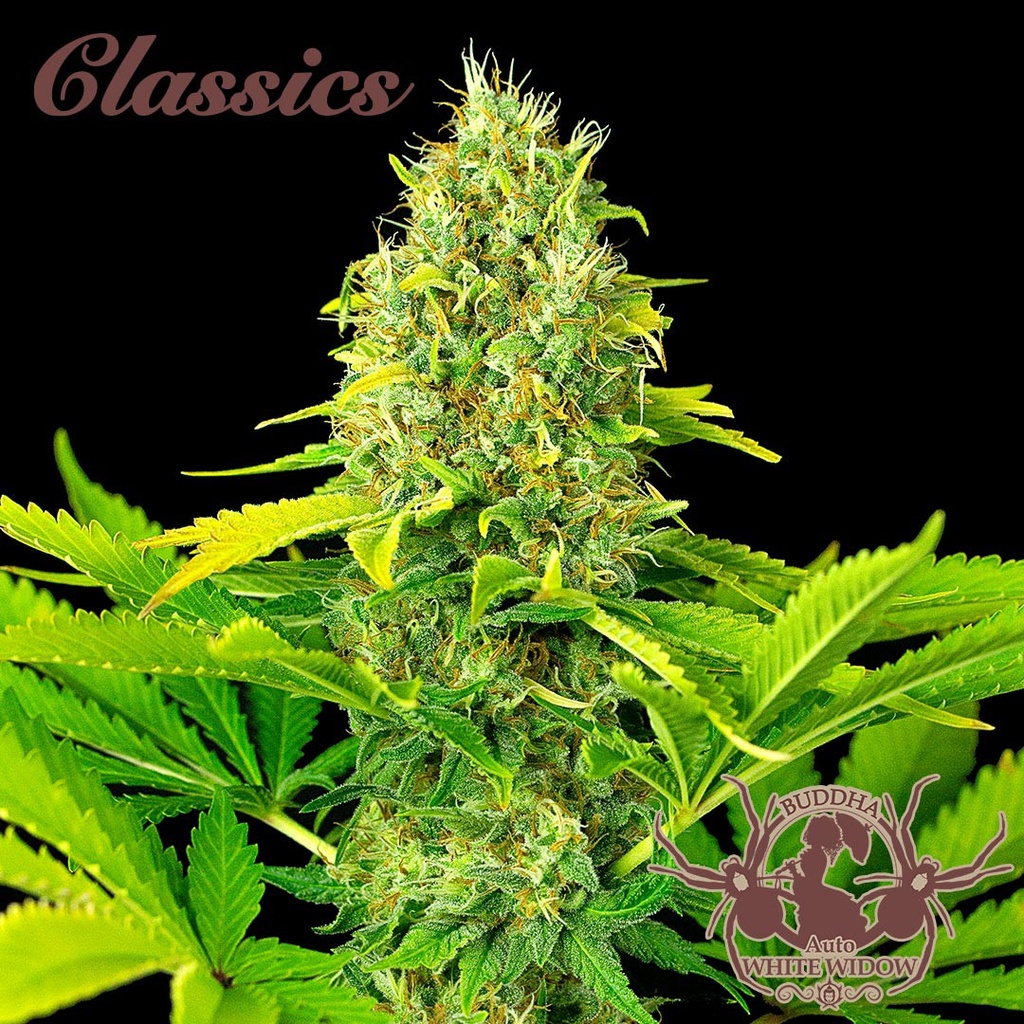 BUDDHA SEEDS - BUDDHA AUTO WHITE WIDOW CLASSICS 3+1