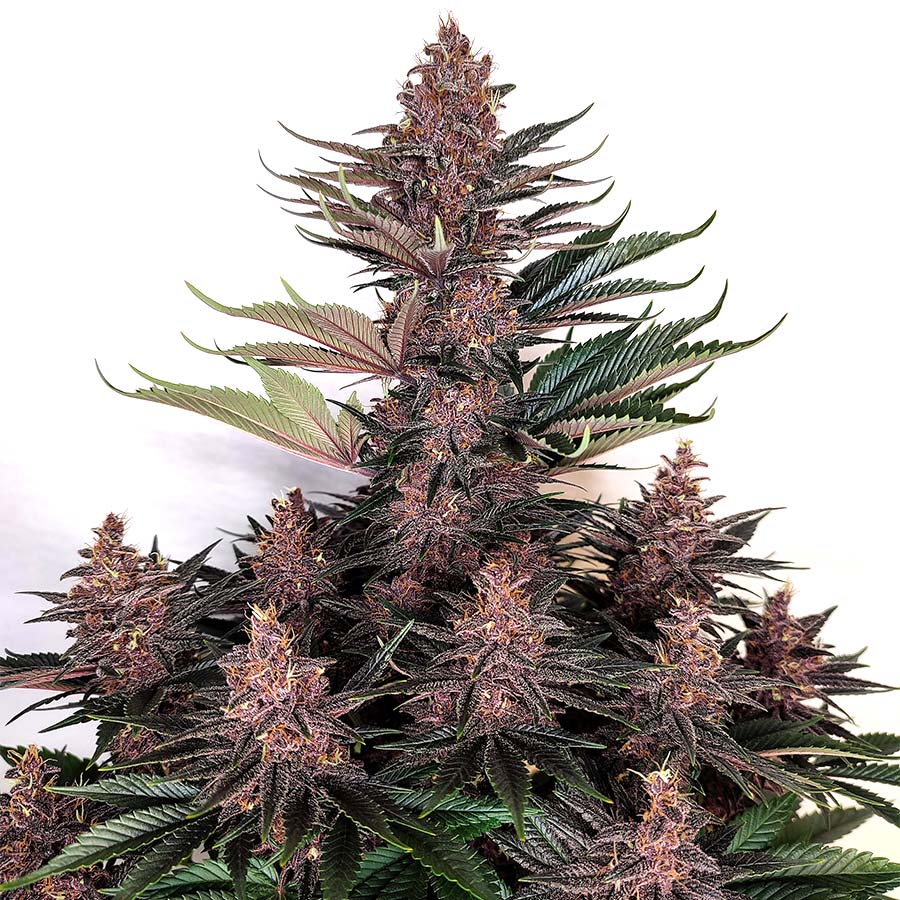 BUDDHA SEEDS - BUDDHA PURPLE KUSH FEM 3+1