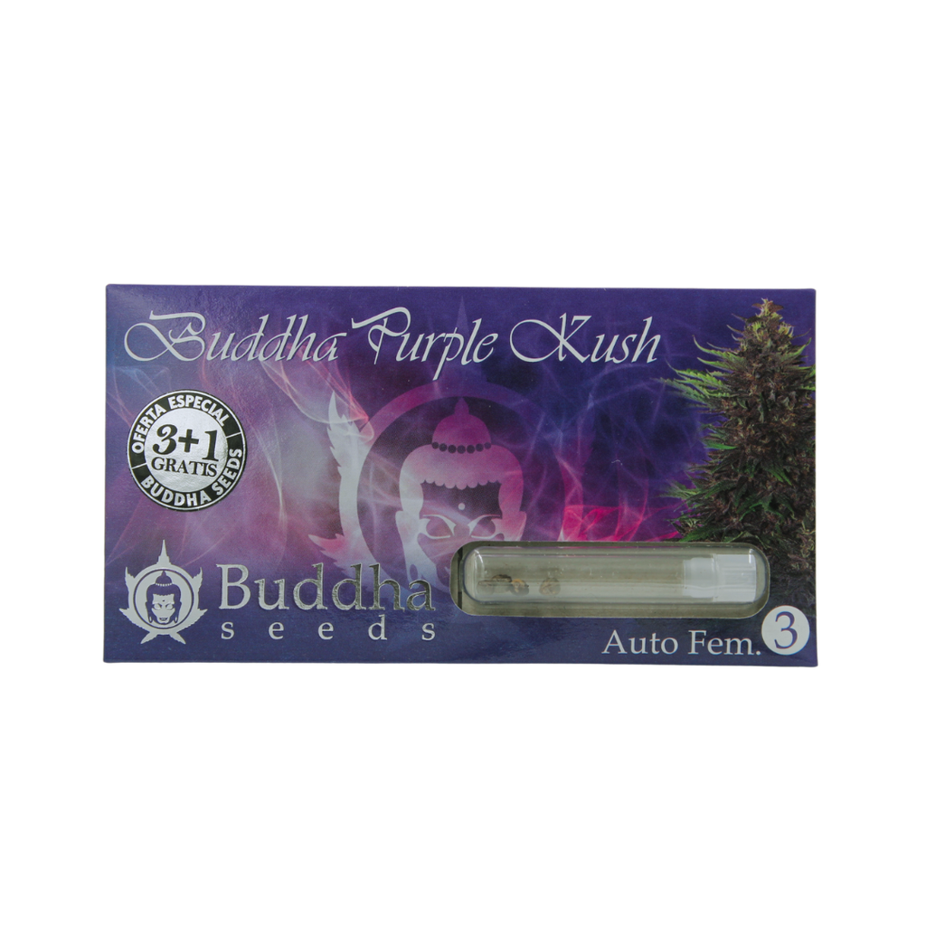 BUDDHA SEEDS - BUDDHA PURPLE KUSH FEM 3+1