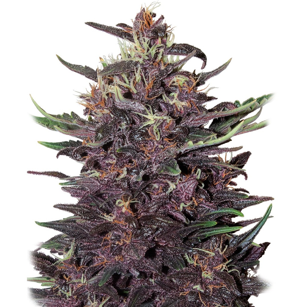 BUDDHA SEEDS - BUDDHA PURPLE KUSH AUTO 3+1