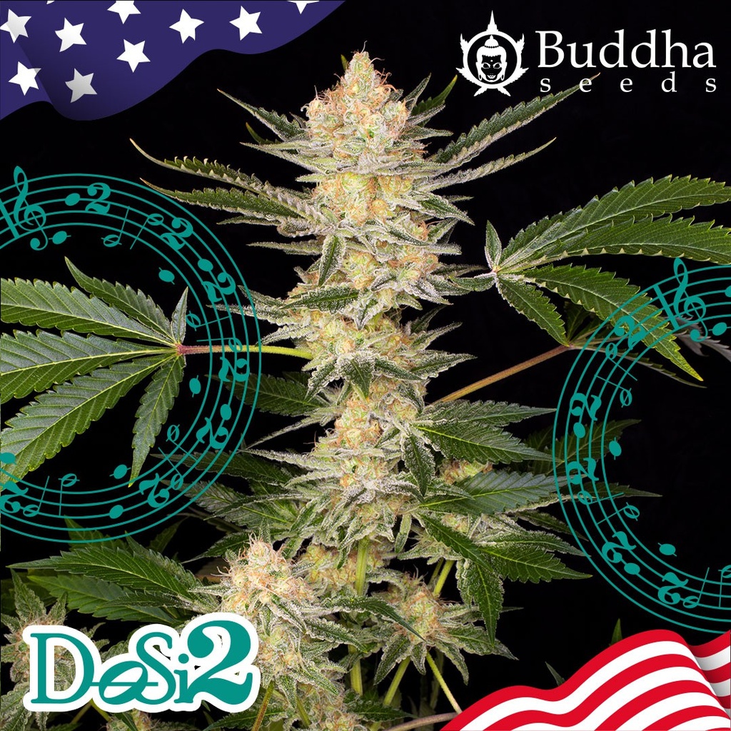 BUDDHA SEEDS - BUDDHA DOSI2 USA FEM 3+1