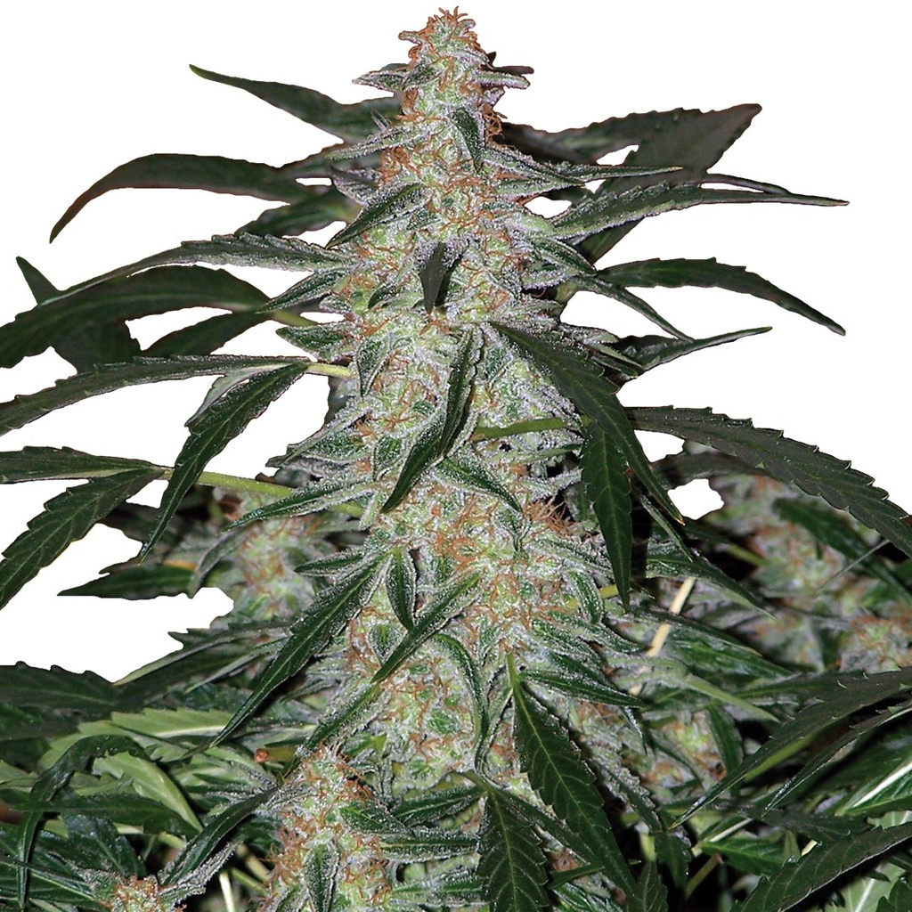 BUDDHA SEEDS - BUDDHA DEIMOS AUTO 3+1