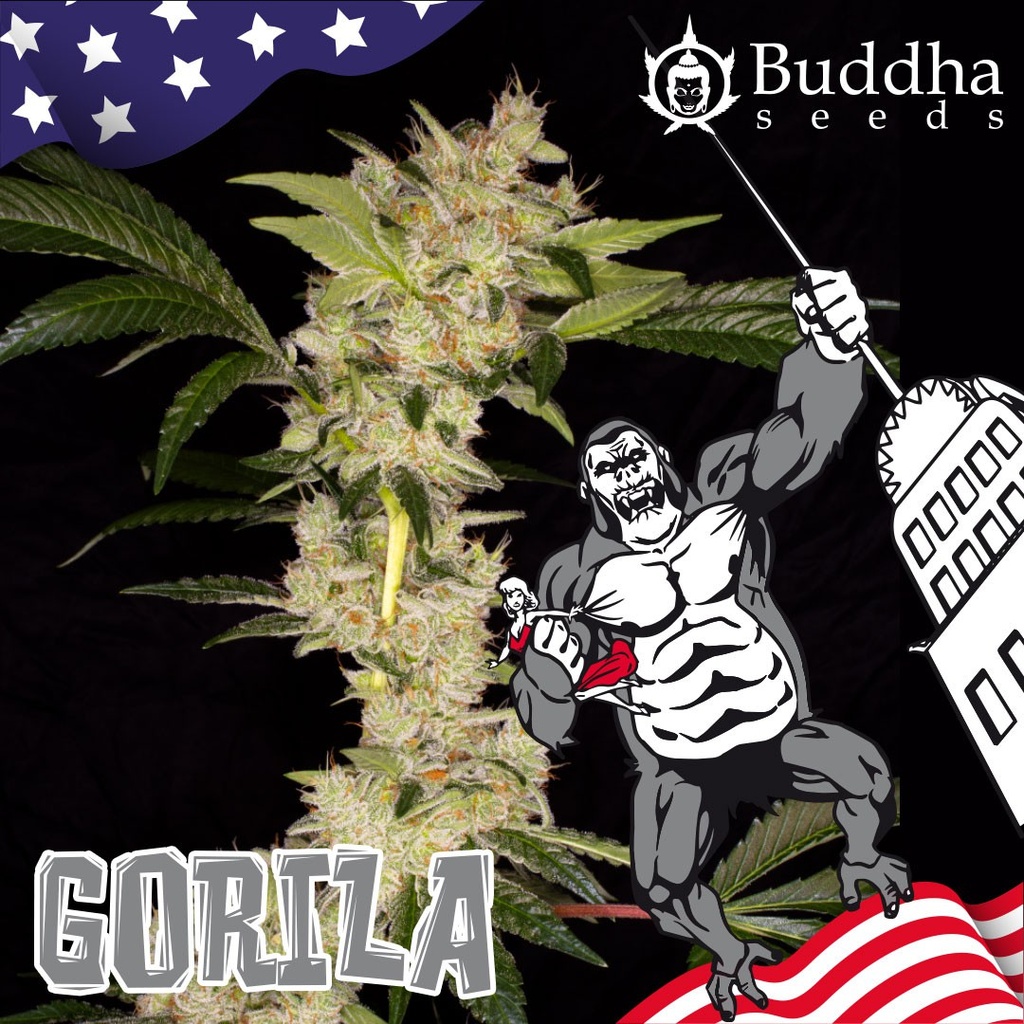 BUDDHA SEEDS - BUDDHA GORILA USA FEM 3+1