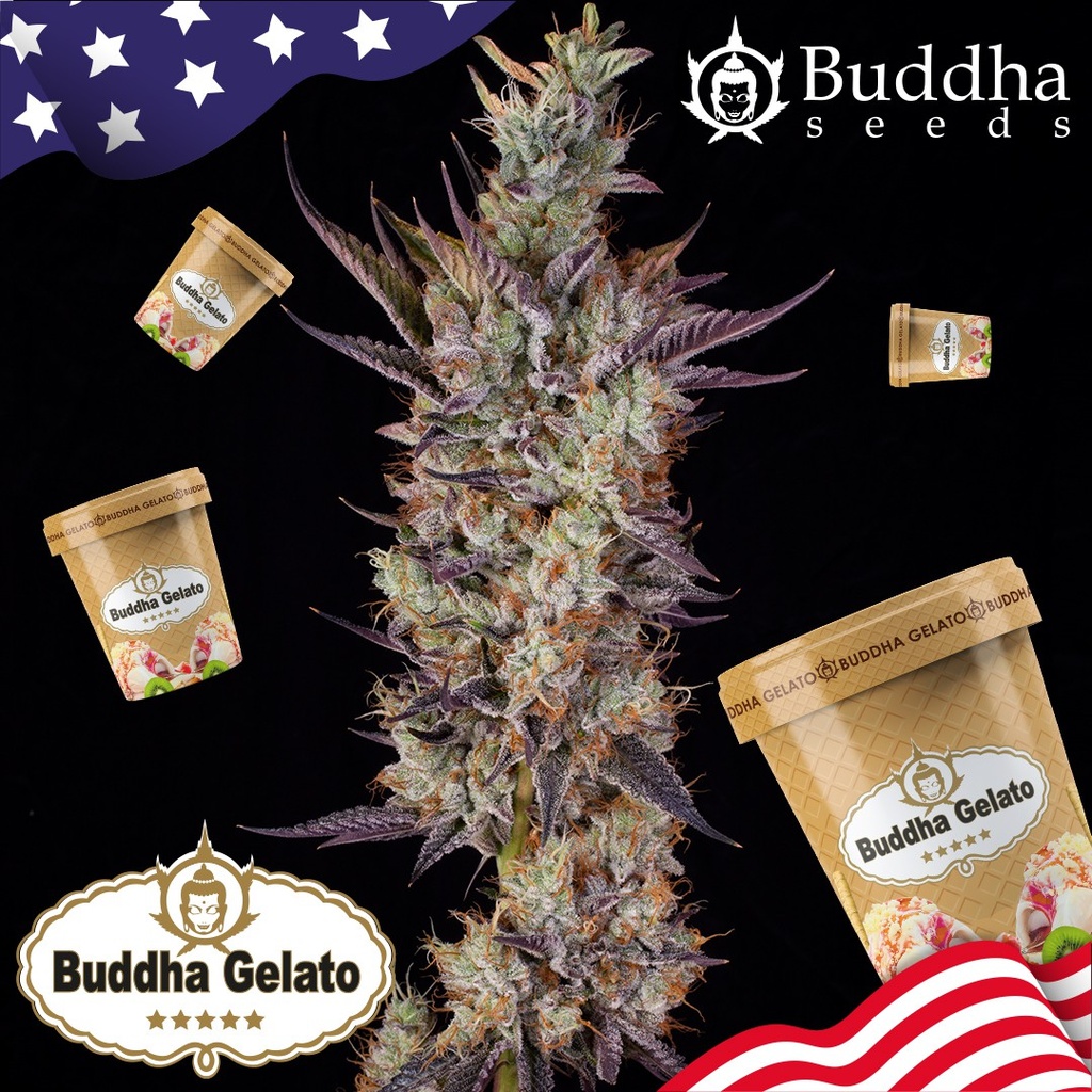 BUDDHA SEEDS - BUDDHA GELATO USA FEM 3+1