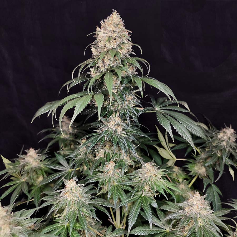 BUDDHA SEEDS - BUDDHA MEDIKIT FEM 3+1