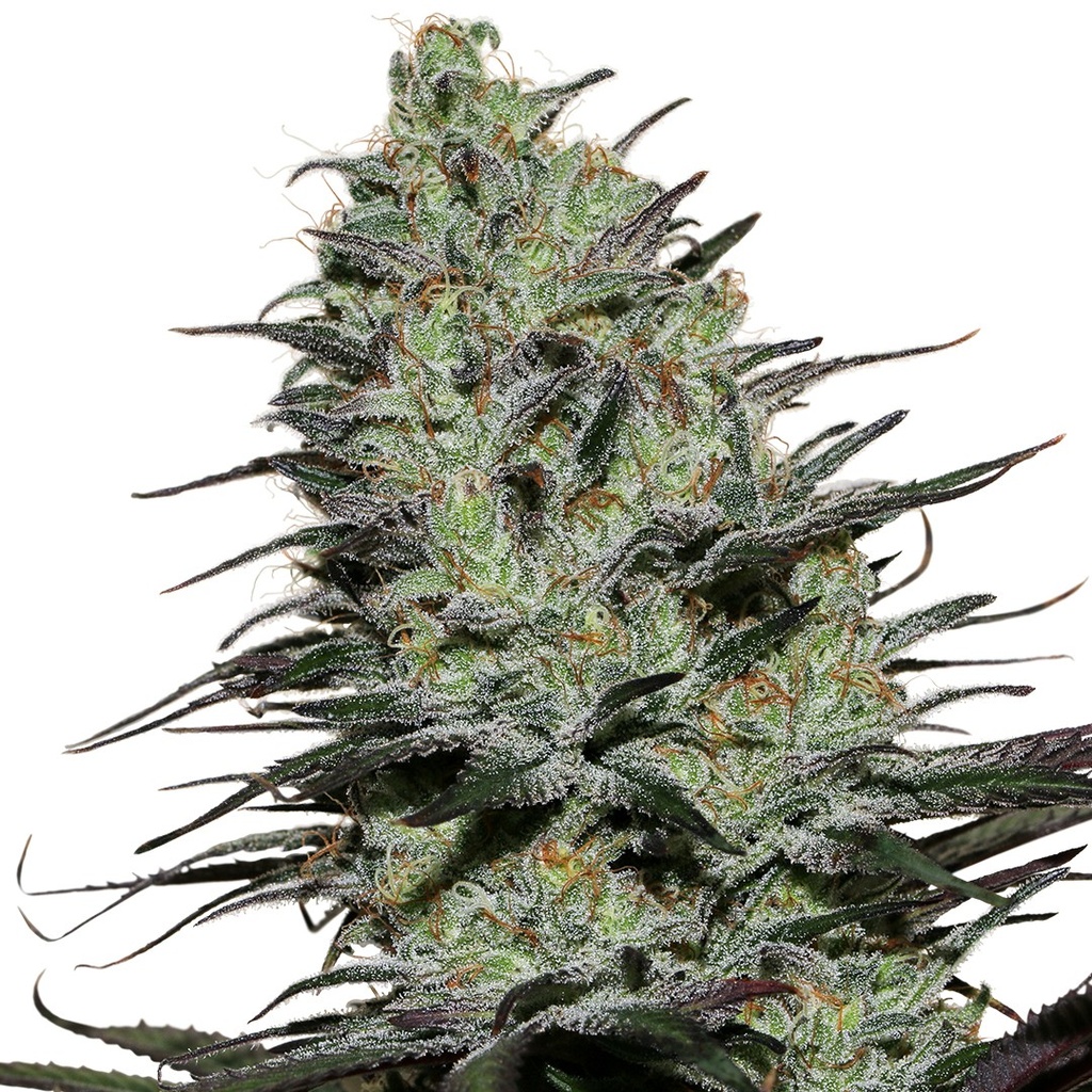 BUDDHA SEEDS - BUDDHA MORPHEUS FEM 3+1