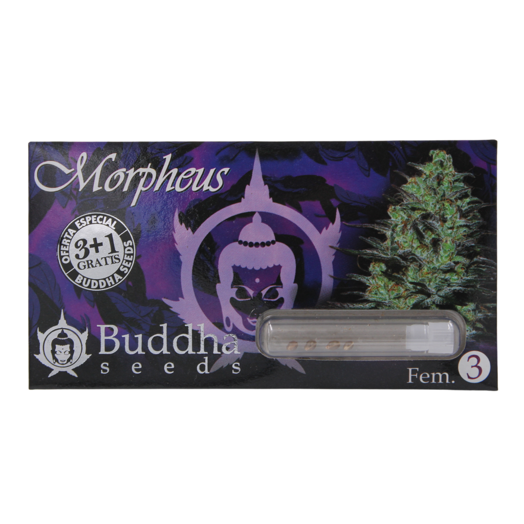 BUDDHA SEEDS - BUDDHA MORPHEUS FEM 3+1