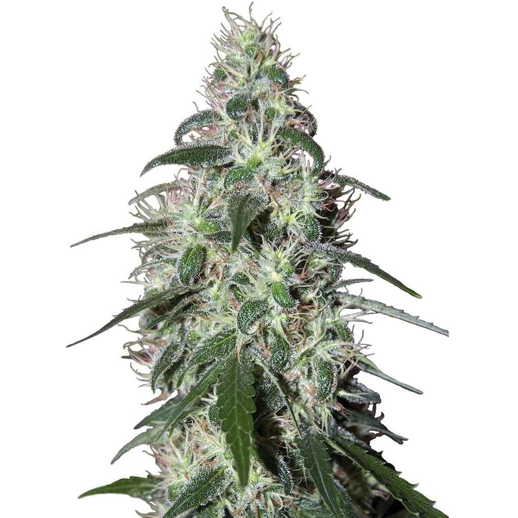 BUDDHA SEEDS - BUDDHA PULSAR FEM 3+1