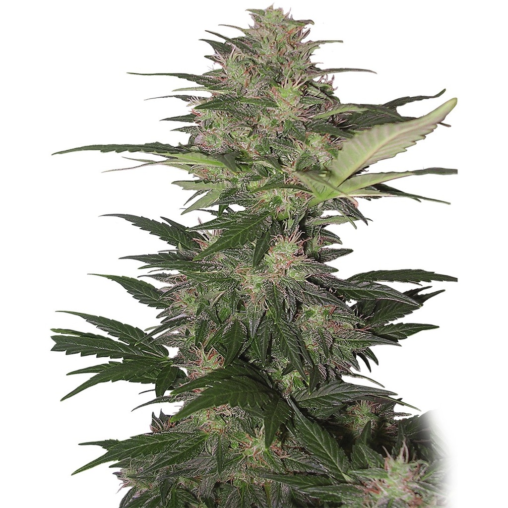 BUDDHA SEEDS - BUDDHA RED DWARF AUTO 3+1