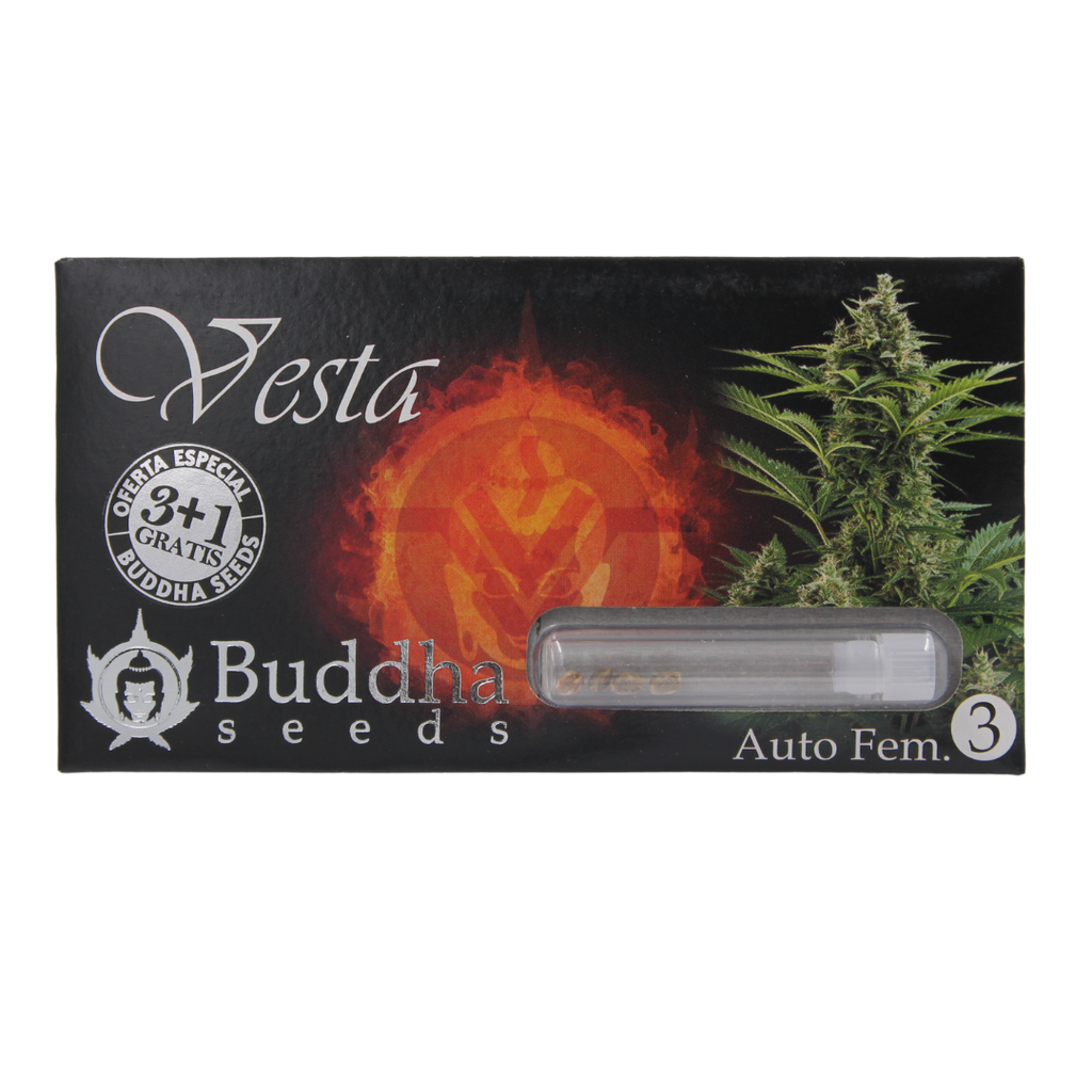 BUDDHA SEEDS - BUDDHA VESTA AUTO 3+1