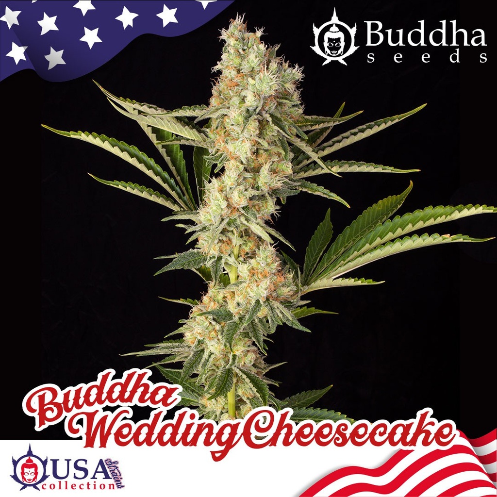 BUDDHA SEEDS - BUDDHA WEDDING CHEESECAKE USA FEM 3+1