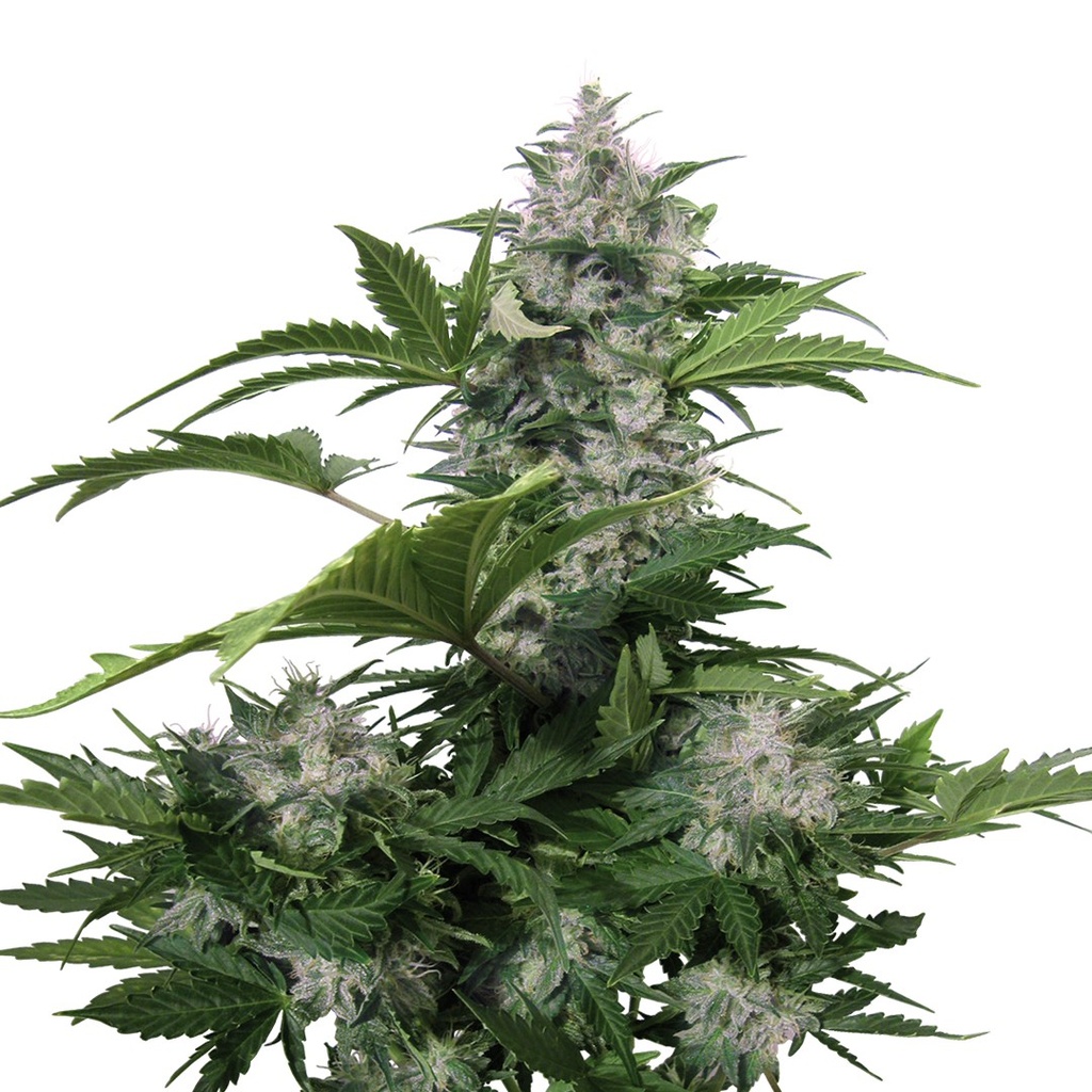 BUDDHA SEEDS - BUDDHA WHITE DWARF AUTO 3+1