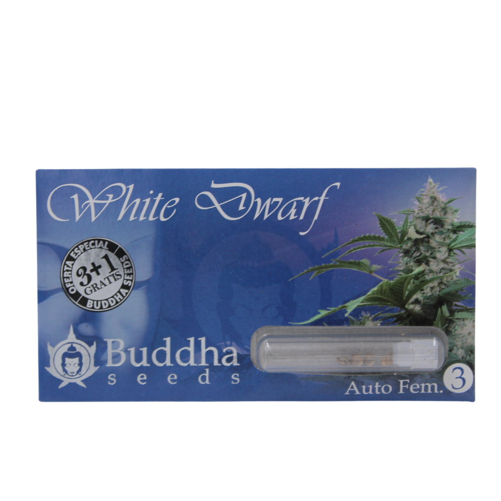 BUDDHA SEEDS - BUDDHA WHITE DWARF AUTO 3+1