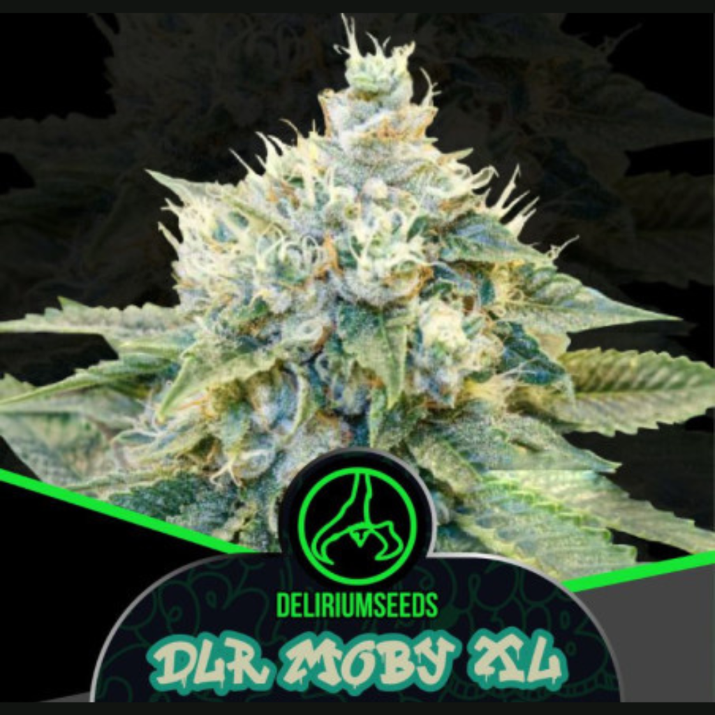 DELIRIUM SEEDS - DLR MOBY XL FEM  X4