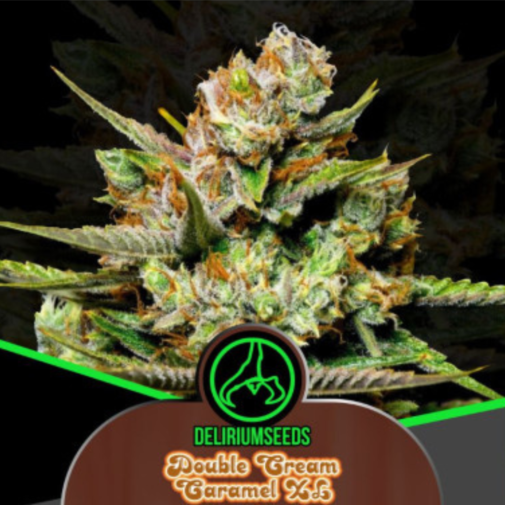 DELIRIUM SEEDS - DOUBLE CREAM CARAMEL XL FEM X4