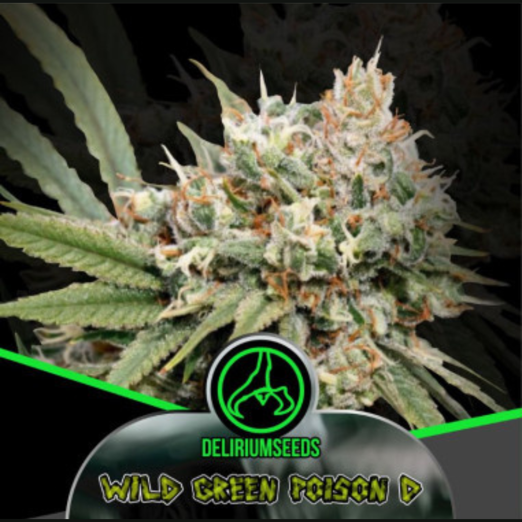 DELIRIUM SEEDS - WILD GREEN POISON D FEM X4