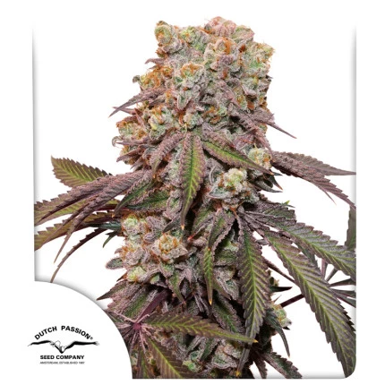 DUTCH PASSION  - AUTO CANDY BUBATZ XL X3