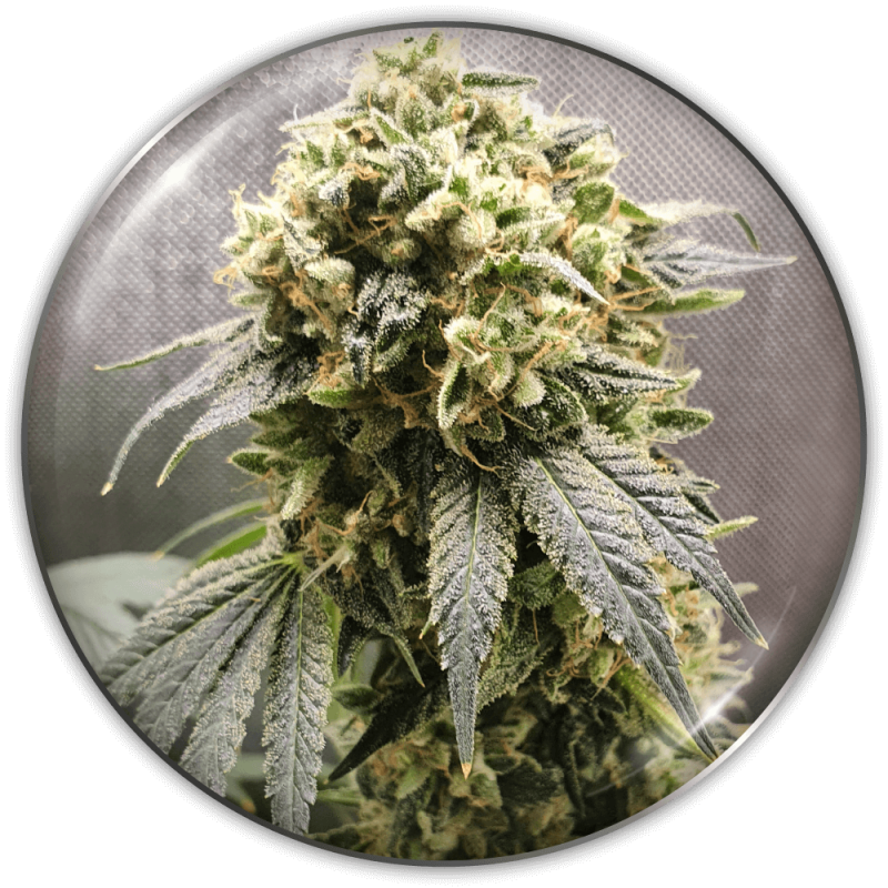 MEDICAL SEEDS - SUPERFRUIT CBD X 3 (+ 2 PROMO)