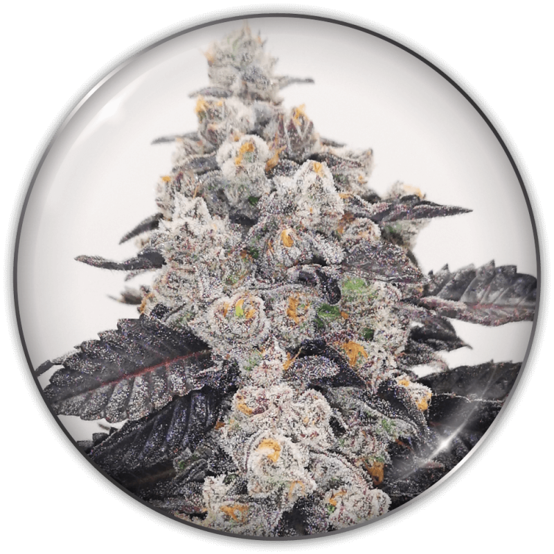 MEDICAL SEEDS - PINK SHERBERT X3 (+ 2 PROMO)