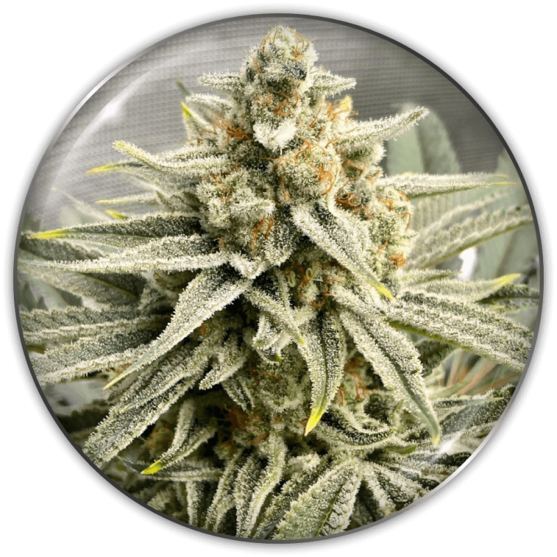 MEDICAL SEEDS - GRAPE FUEL X3 (+ 2 PROMO)