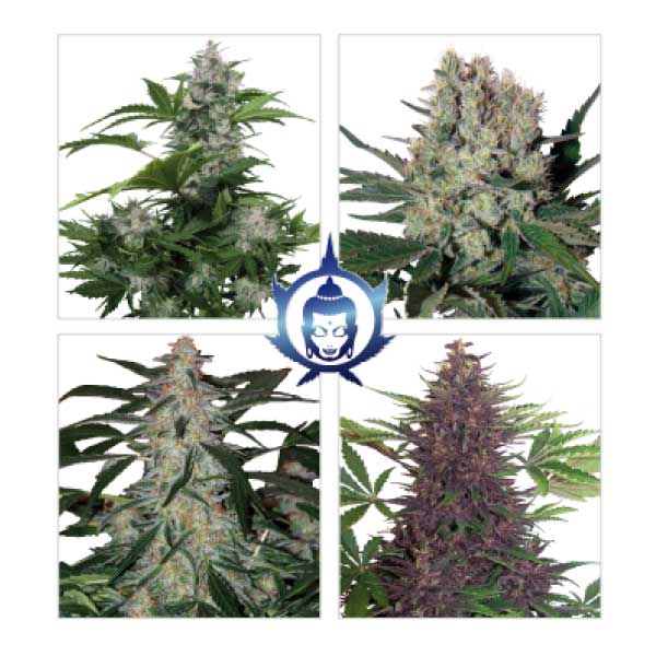 BUDDHA SEEDS - BUDDHA ASSORTED AUTO X10