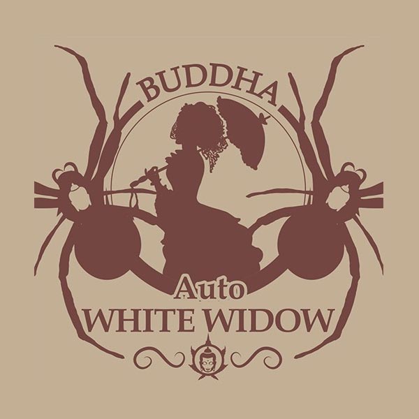 BUDDHA SEEDS - BUDDHA AUTO WHITE WIDOW CLASSICS X3