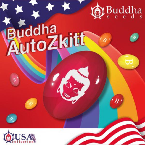 BUDDHA SEEDS - BUDDHA AUTO ZKITT USA X3