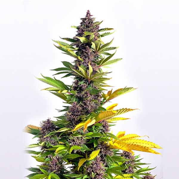 BUDDHA SEEDS - BUDDHA PURPLE KUSH FEM X3