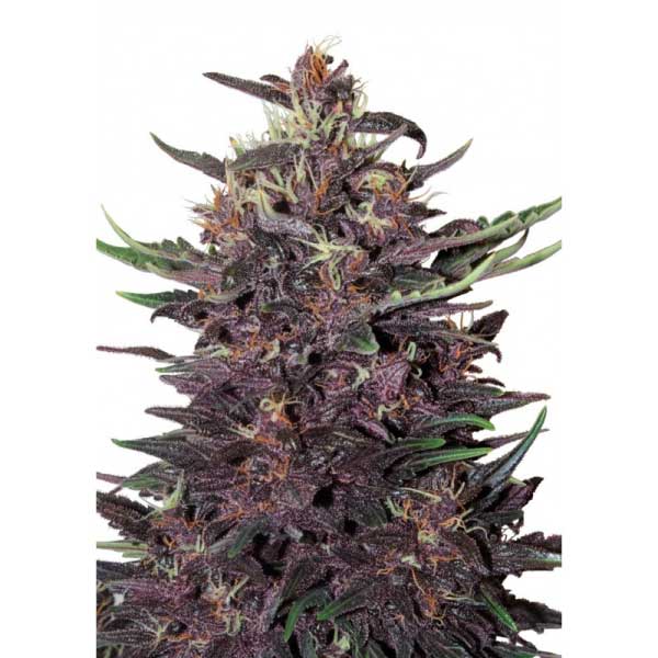 BUDDHA SEEDS - BUDDHA PURPLE KUSH AUTO X3