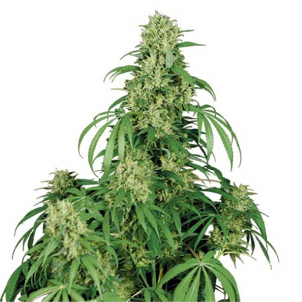 BUDDHA SEEDS - BUDDHA CALAMITY JANE AUTO X3