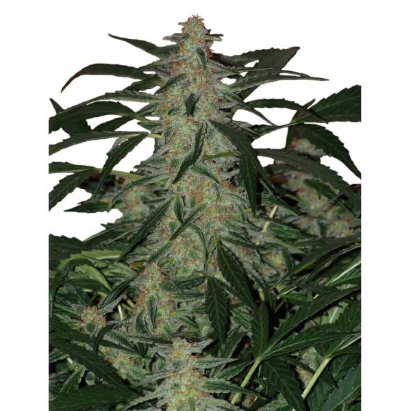 BUDDHA SEEDS - BUDDHA DEIMOS AUTO X3