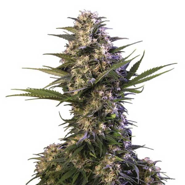 BUDDHA SEEDS - BUDDHA KRAKEN FEM X3