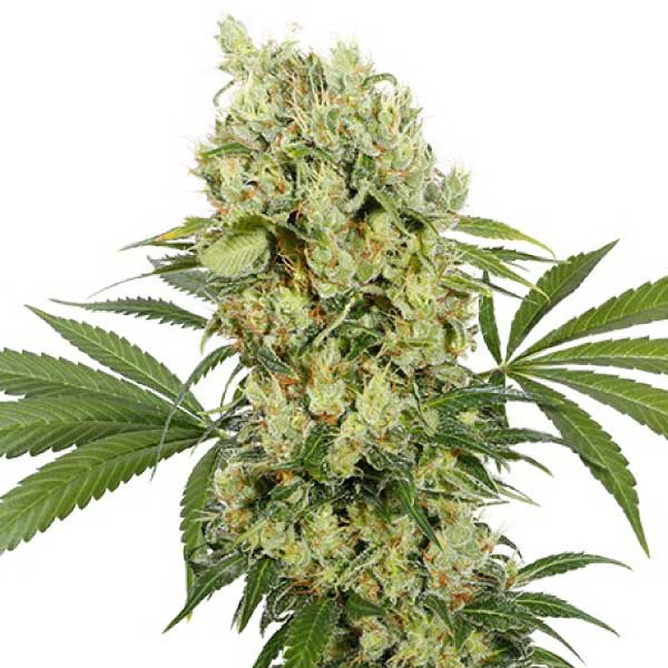 BUDDHA SEEDS - BUDDHA MEDIKIT FEM X3