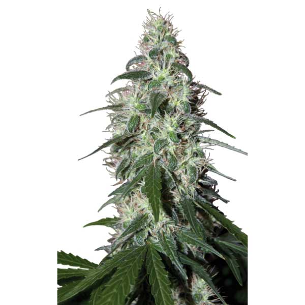 BUDDHA SEEDS - BUDDHA PULSAR FEM X3