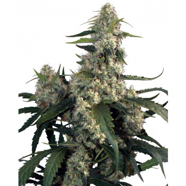 BUDDHA SEEDS - BUDDHA QUASAR FEM X3