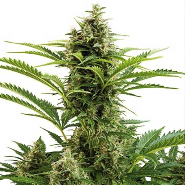 BUDDHA SEEDS - BUDDHA VESTA AUTO X3