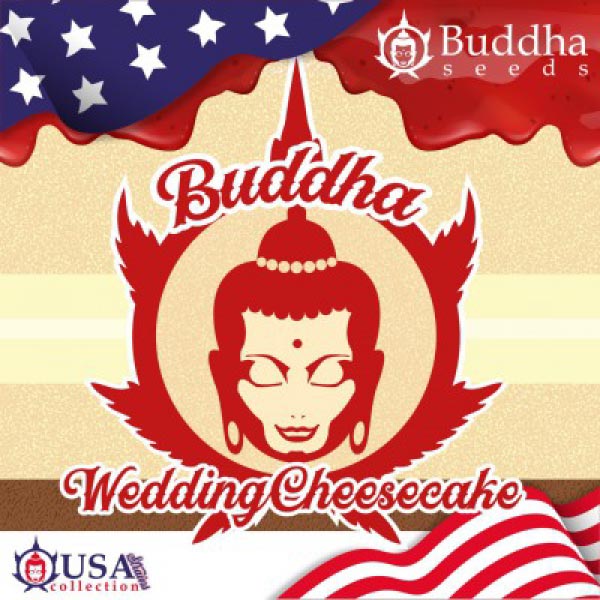 BUDDHA SEEDS - BUDDHA WEDDING CHEESECAKE USA FEM X3