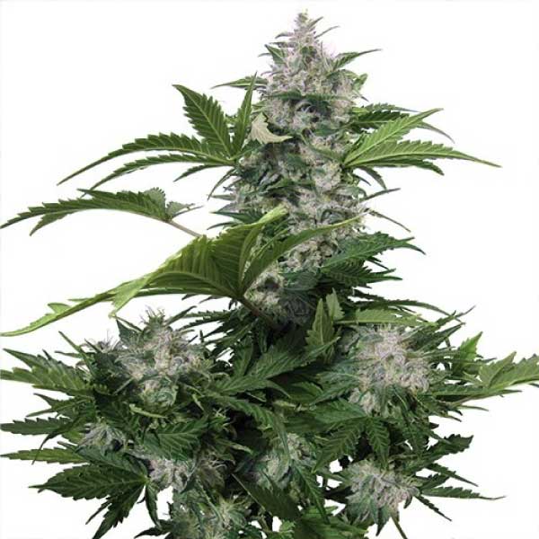 BUDDHA SEEDS - BUDDHA WHITE DWARF AUTO X3