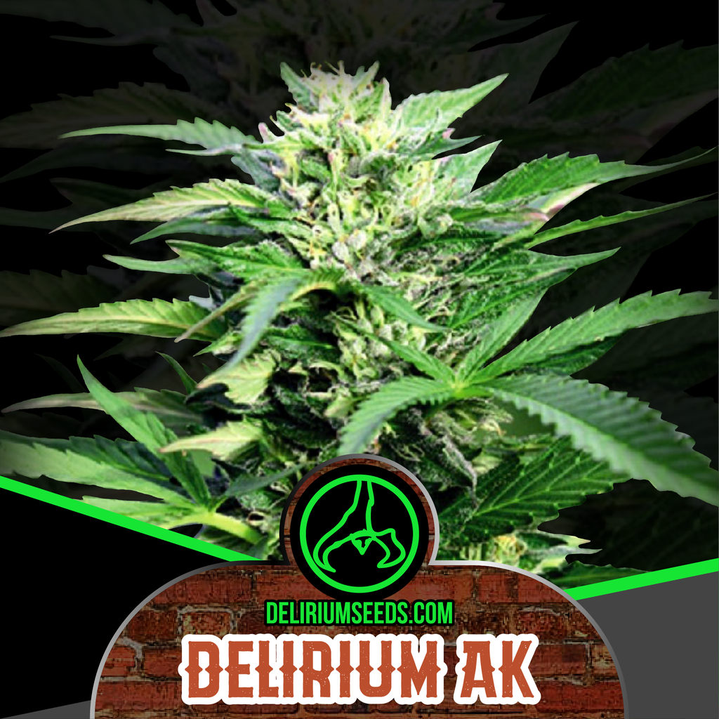 DELIRIUM SEEDS  - DELIRIUM AK AUTO X4