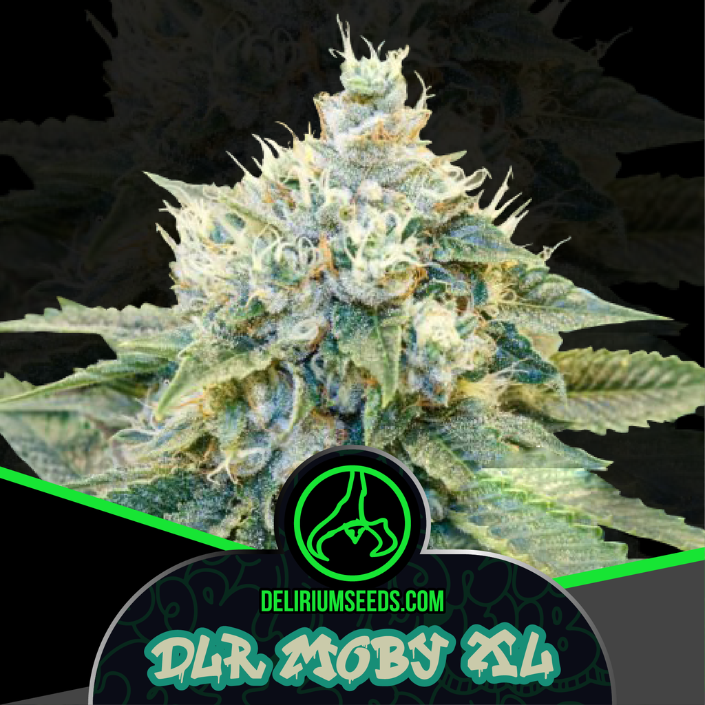 DELIRIUM SEEDS  - DELIRIUM MOBY AUTO X4