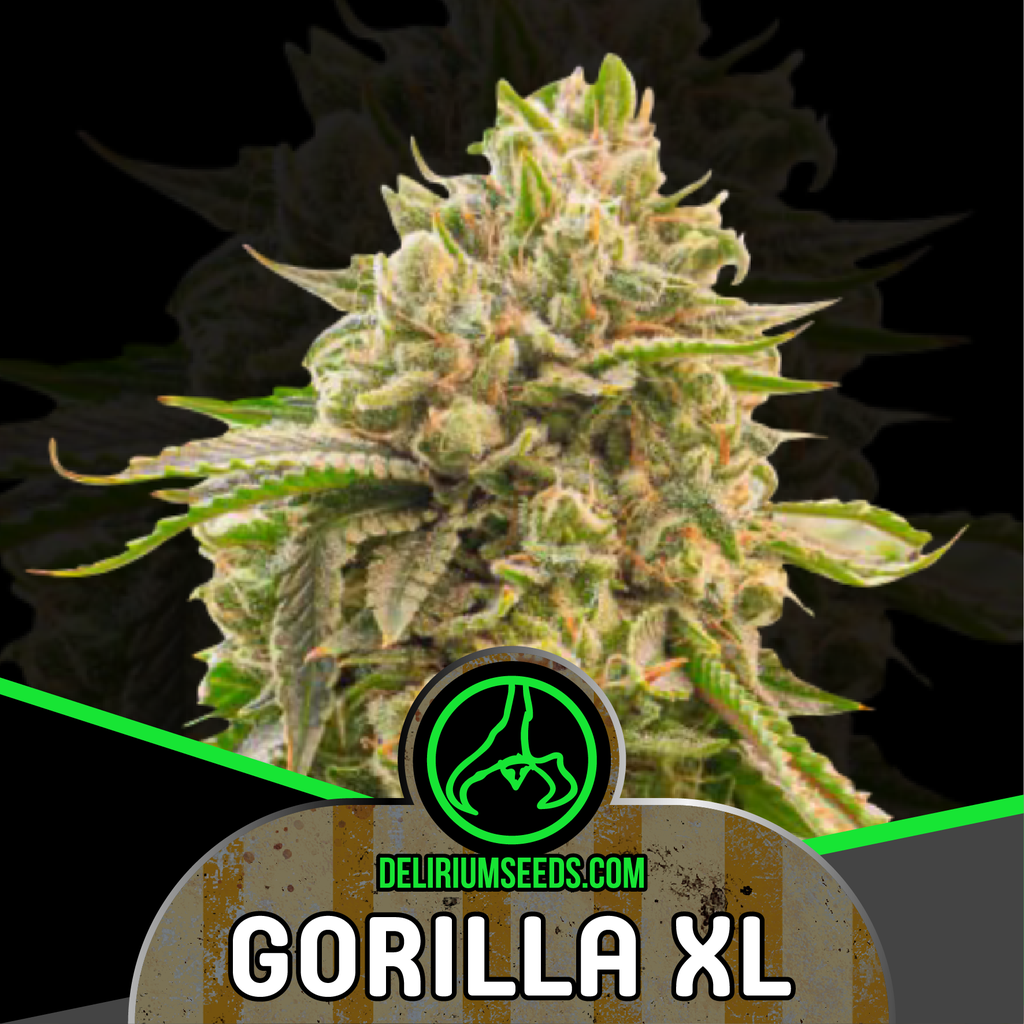 DELIRIUM SEEDS  - GORILLA XL AUTO X4