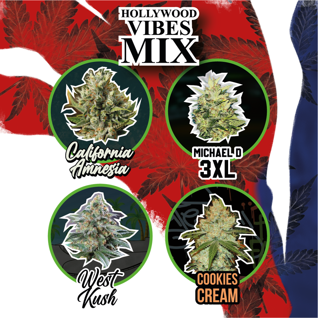 DELIRIUM SEEDS  - MIX HOLLYWOOD VIBES AUTOFLOWERING X14