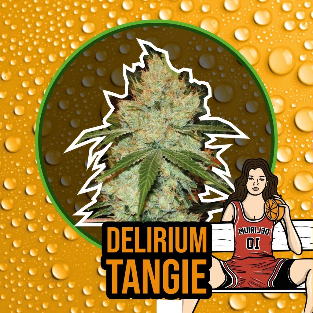 DELIRIUM SEEDS  - DELIRIUM TANGIE FEM X4